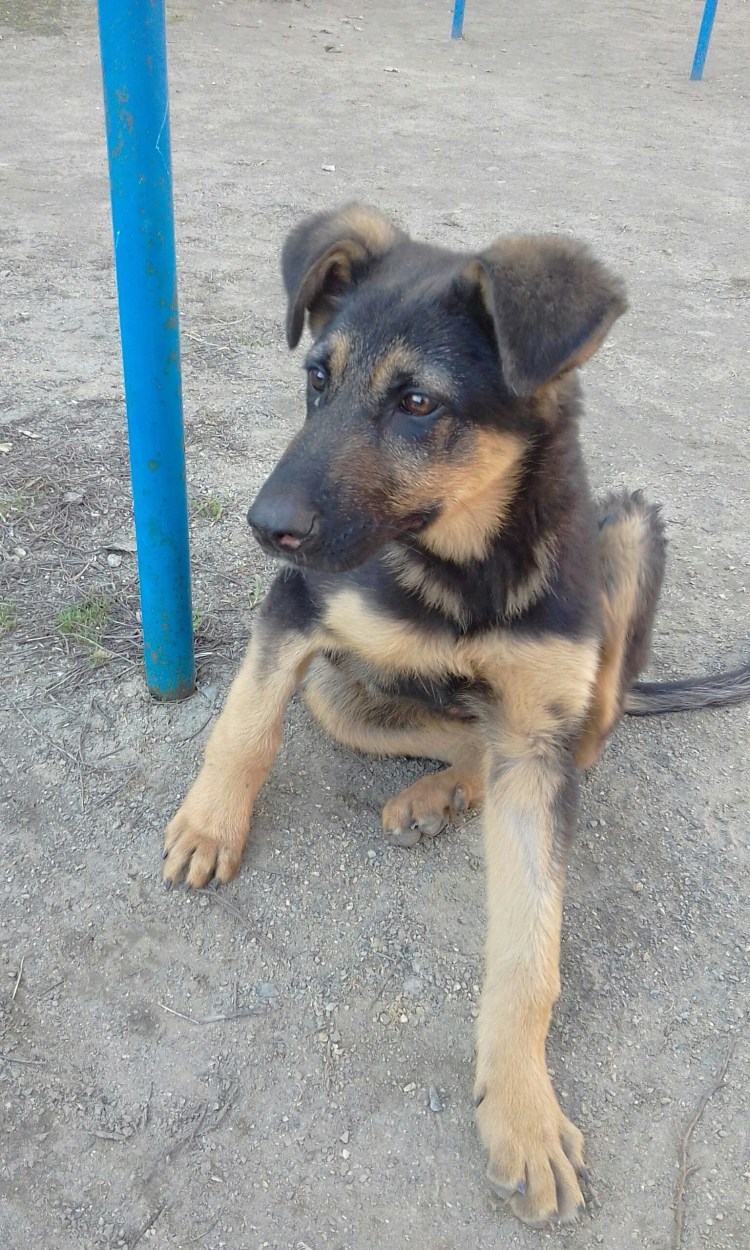 Малховер порода собаки