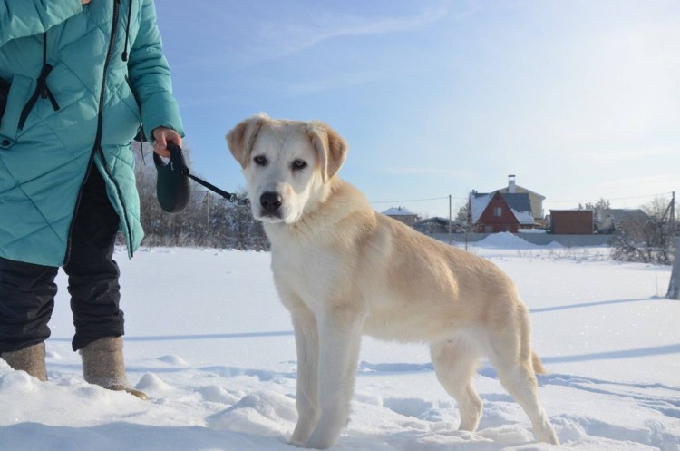 Собака смесь с колли