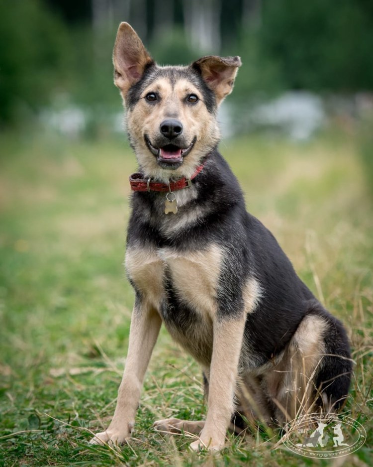 Метис лабрадора и овчарки