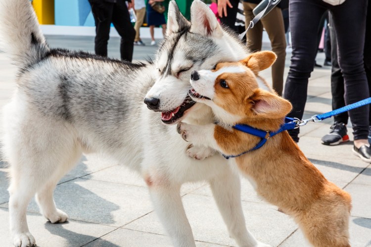 Метис хаски и овчарки