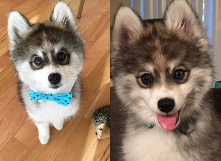 Помесь МОПСА И китайской хохлатой