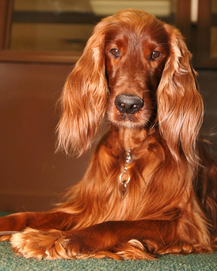 Ирландский сеттер (Irish Setter)