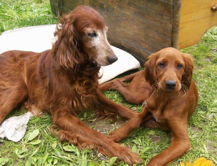 Gry Larsen ирландский сеттер