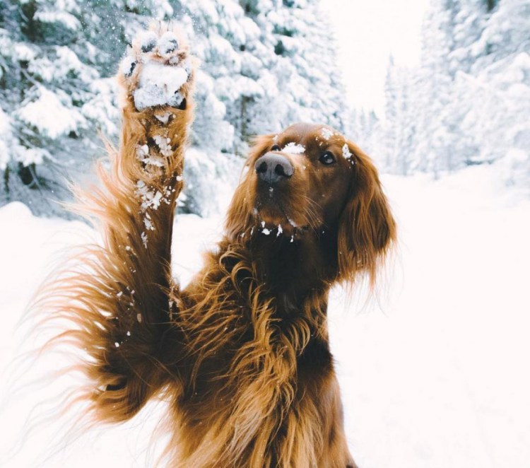 Ирландский красный сеттер