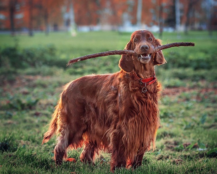 Ирландский сеттер