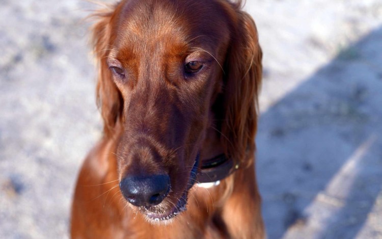 Ирландский сеттер и спаниель