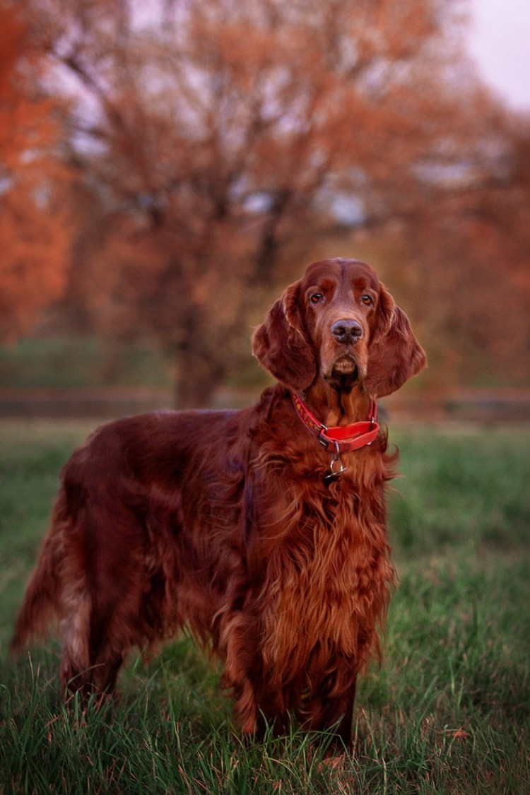 Ирландский красный сеттер