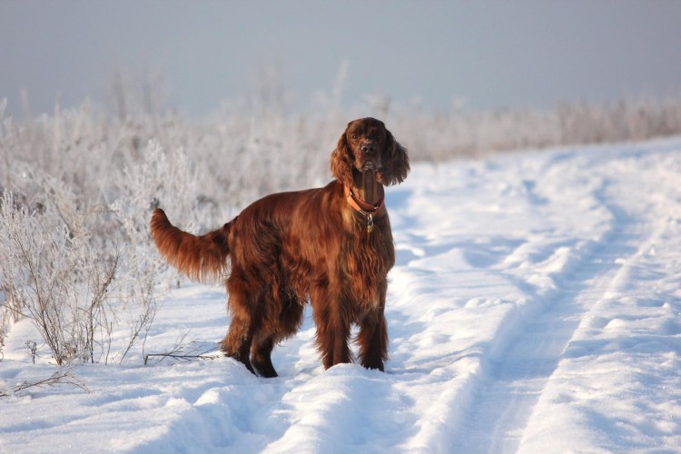 Сеттер бежевый