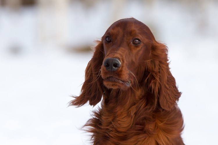 Ирландский сеттер золотистый