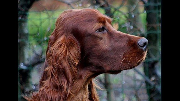 Ирландский сеттер лапы