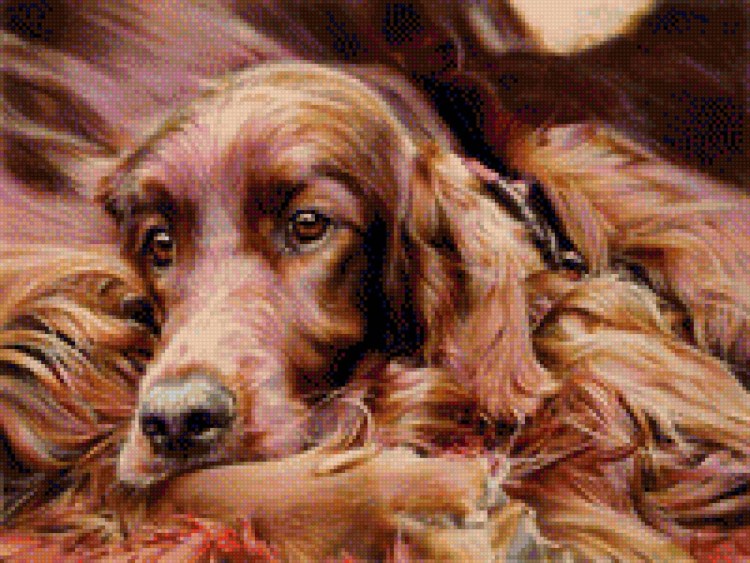 Ирландский красный сеттер