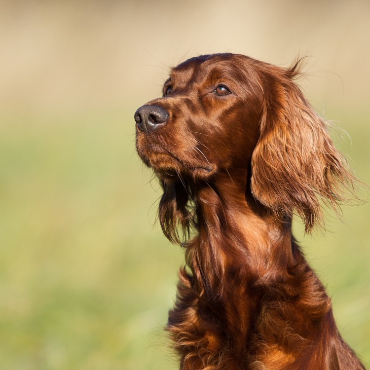Ирландский красный сеттер