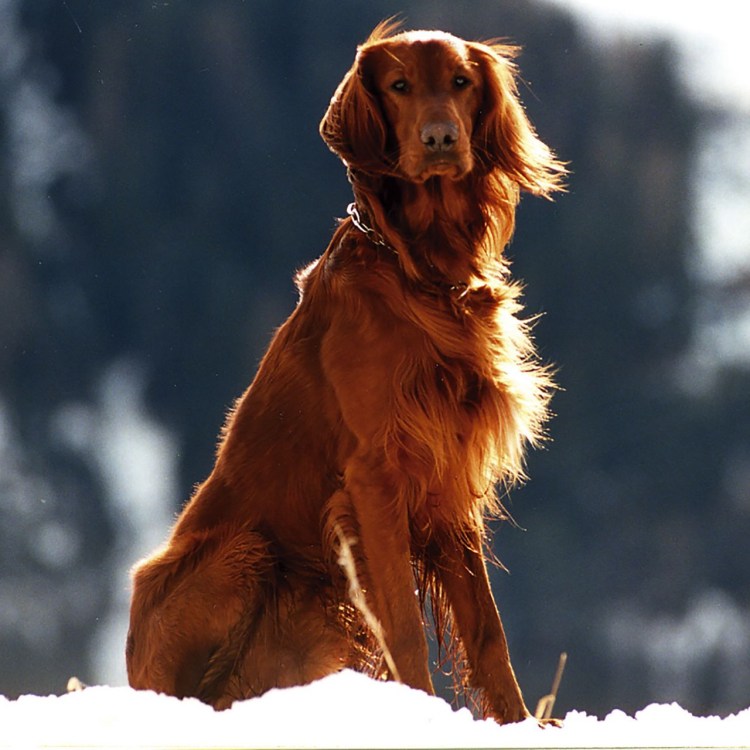 Порода ирландский сеттер
