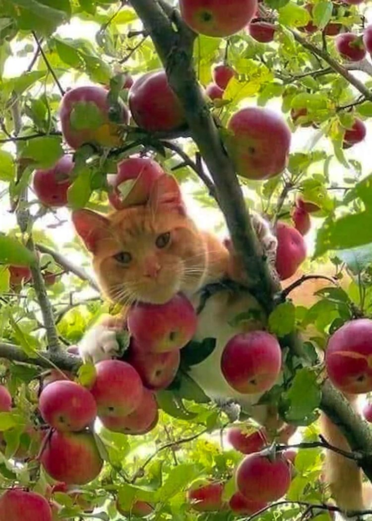 Алмазная мозаика кот с яблоками