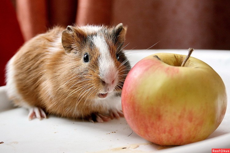 Александр Зотов художник