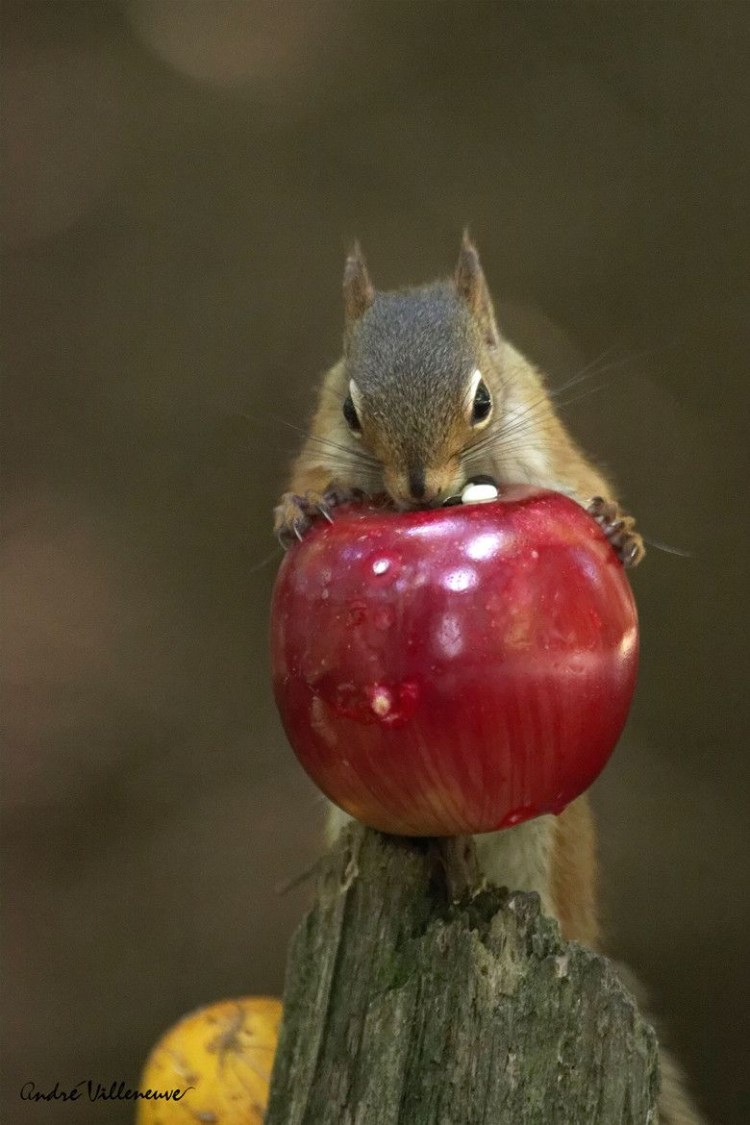 Кот в яблоках
