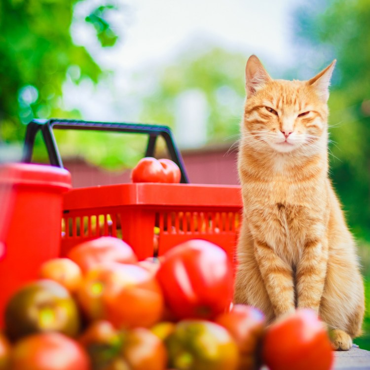 Котенок за книгой