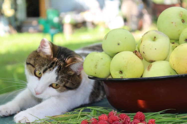 Котик в костюме яблока