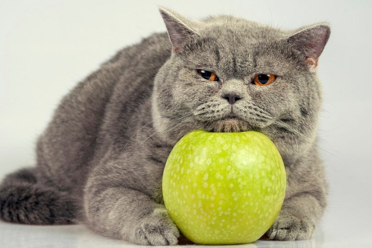 Кот в яблоках