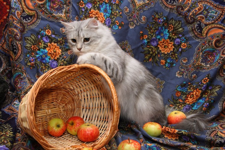 Кот и яблоки живопись