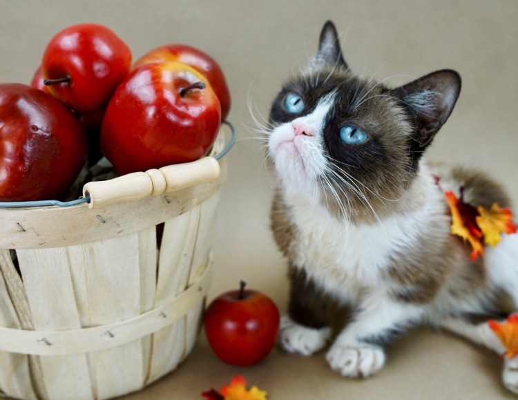 Кошка с фруктами