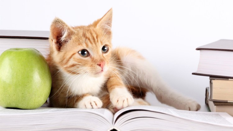 Кот в яблоках