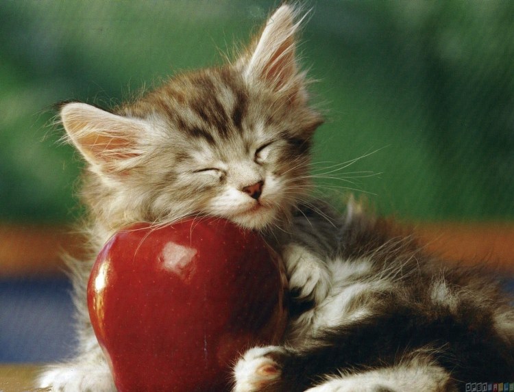 Фото осень кот яблоня