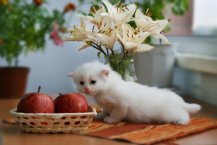 Смешная яблоня