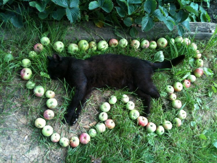 Кот в яблоневом саду