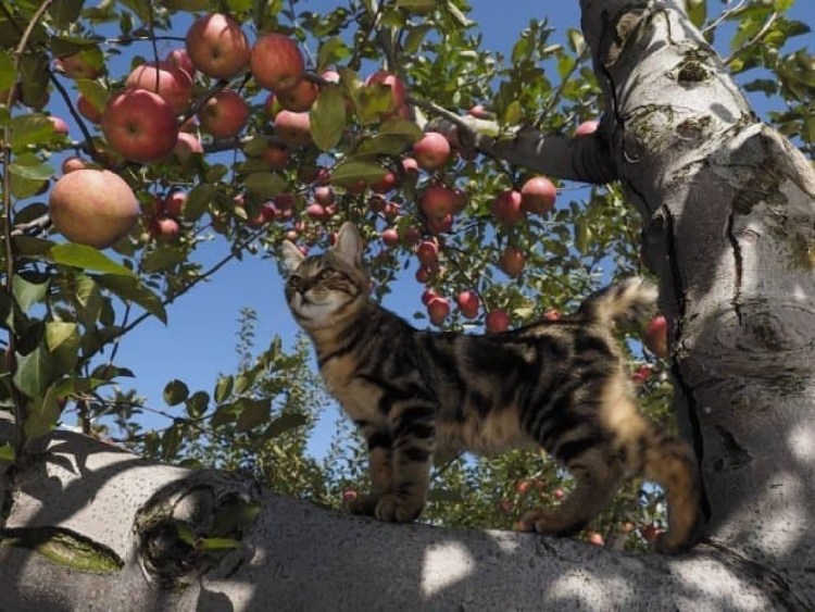 Кот на яблоне