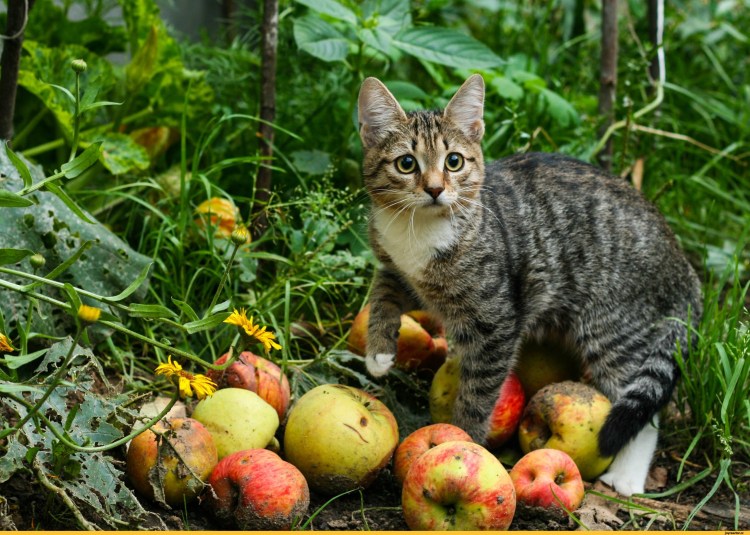 Кот в яблоках