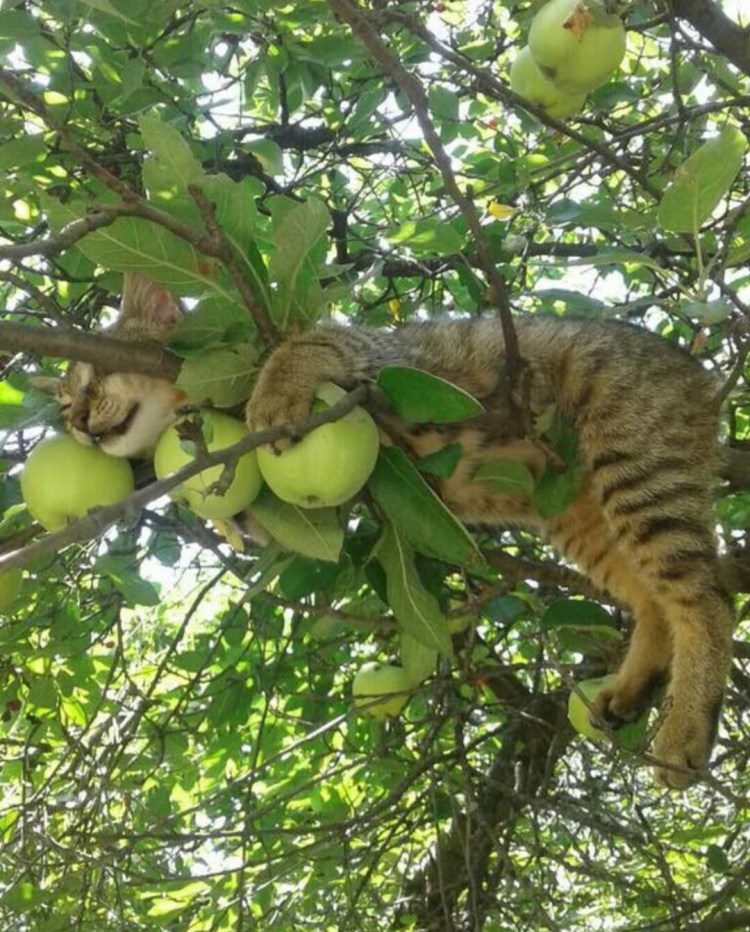 Смешной персик