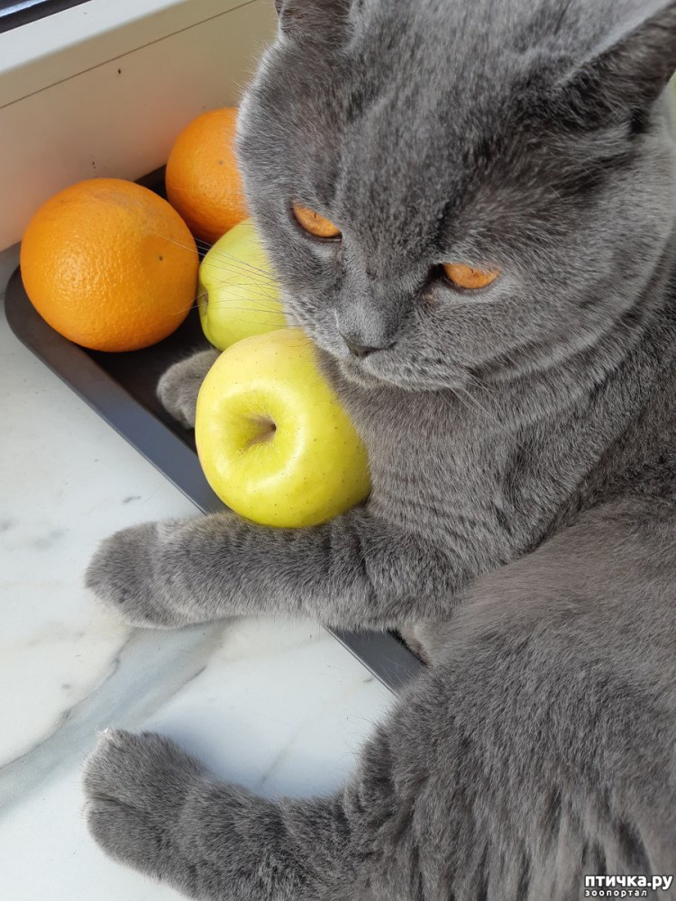 Кот в костюме тыквы