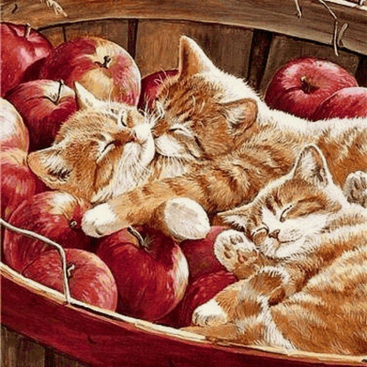 Котики с яблоком с белым фоном