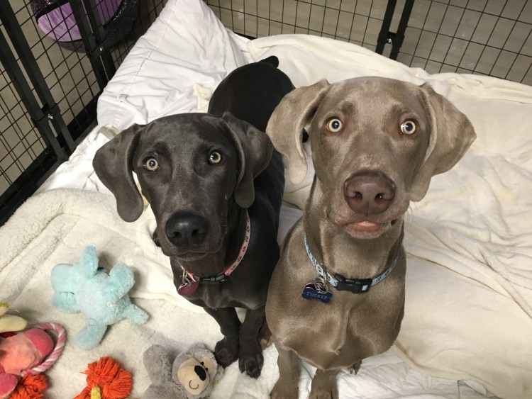 Метис веймаранера и добермана