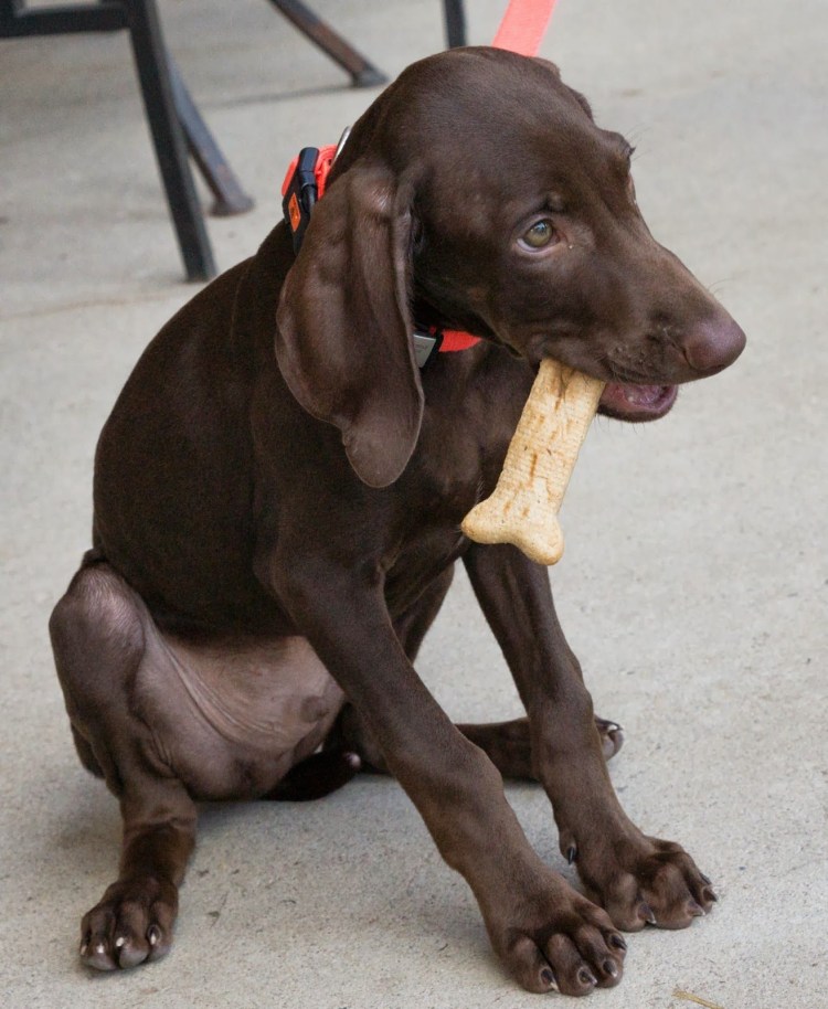 Венгерская выжла и Веймаранер