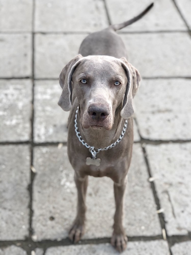 Веймаранер лабрадор