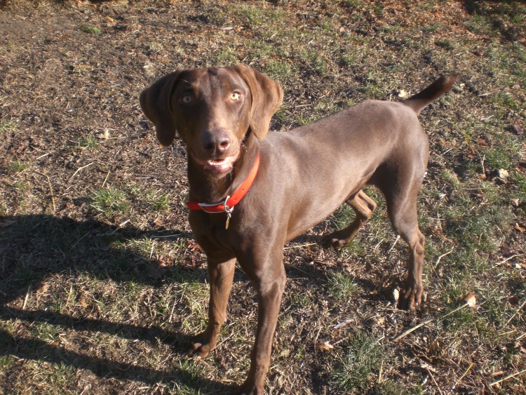 Веймаранер и Доберман