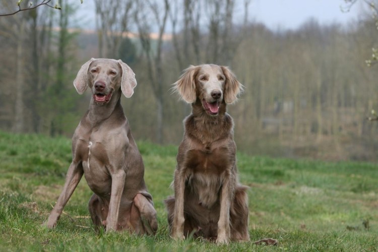 Порода собак легавая Веймаранер