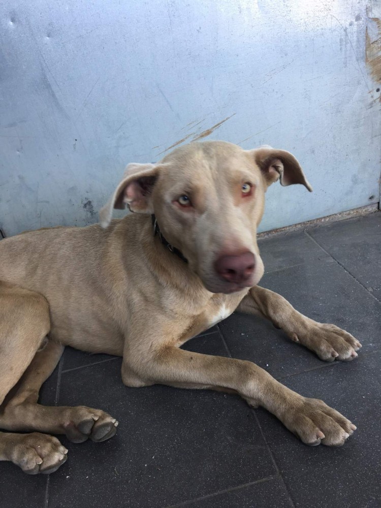 Веймаранер метис