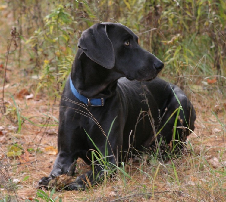 Веймаранер метис