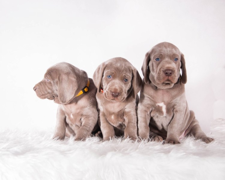 Самоеды Веймаранер