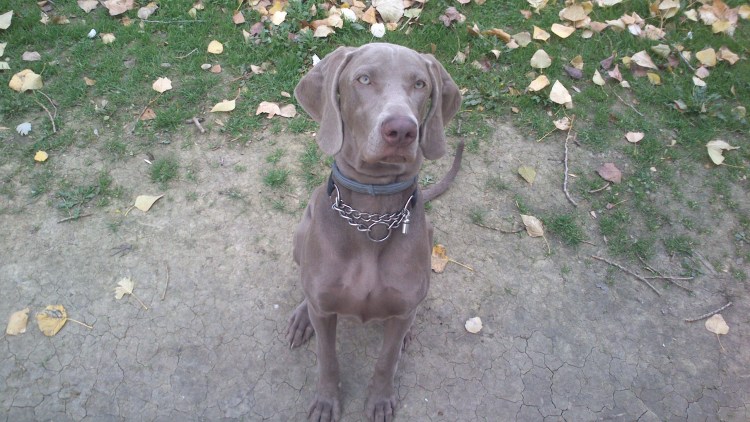 Веймаранер и Пойнтер