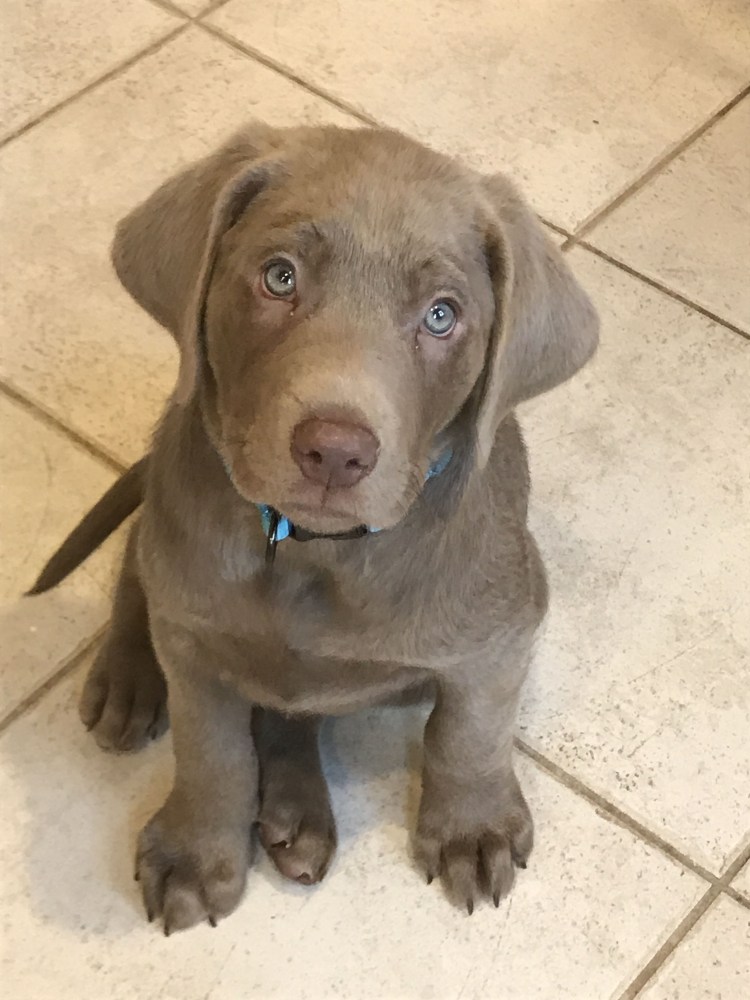 Веймаранер лабрадор