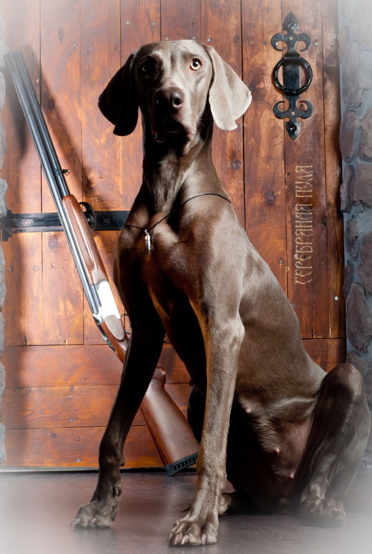 Веймаранер метис