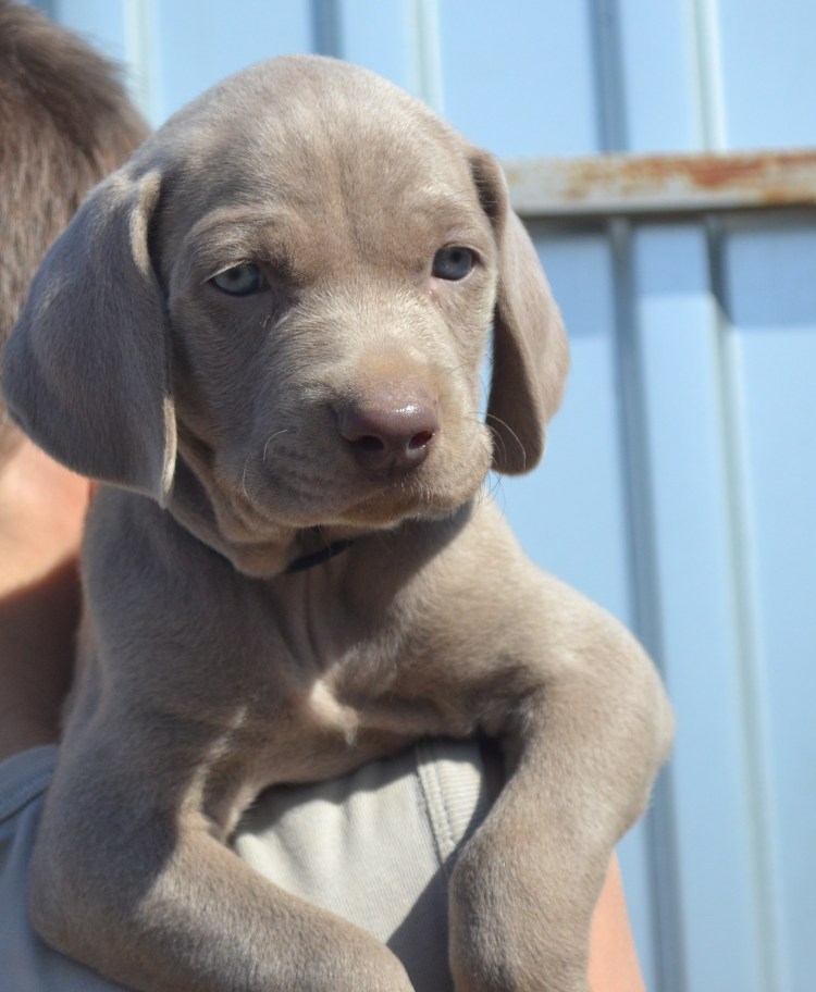 Веймаранер. Высокопородные щенки