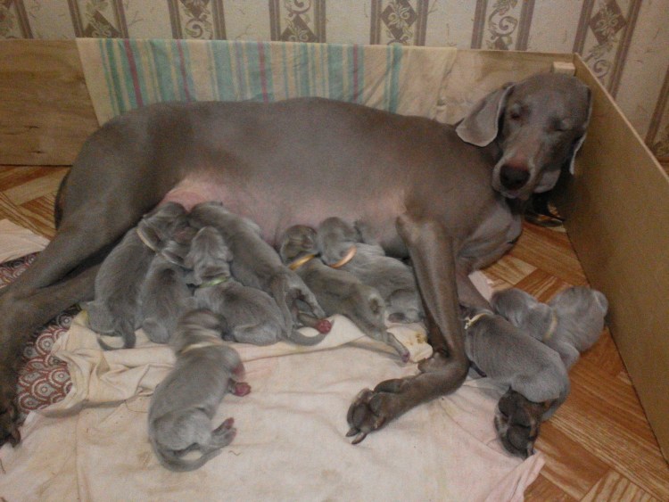 Новорождённый щенок Веймаранер