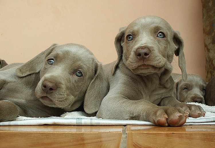 Фото метисов веймаранера
