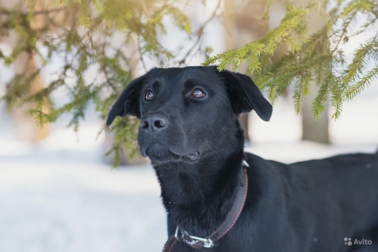Лабрадор метис черный