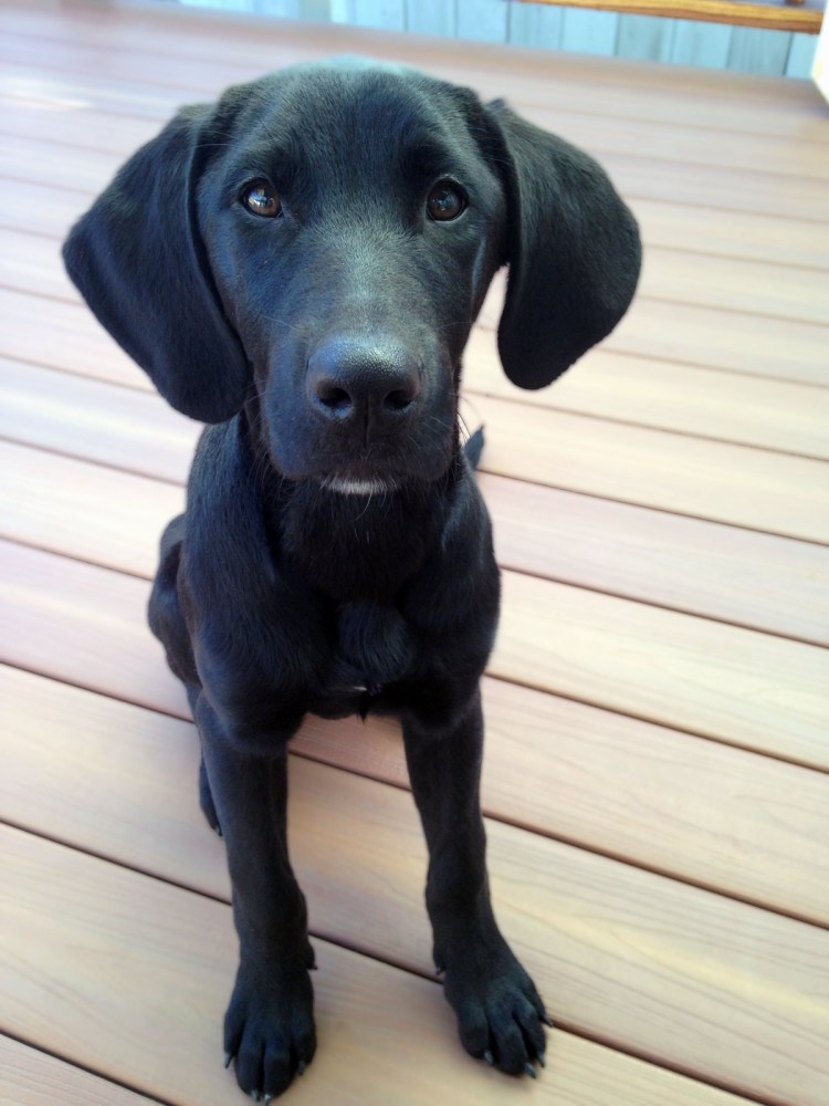 Веймаранер метис